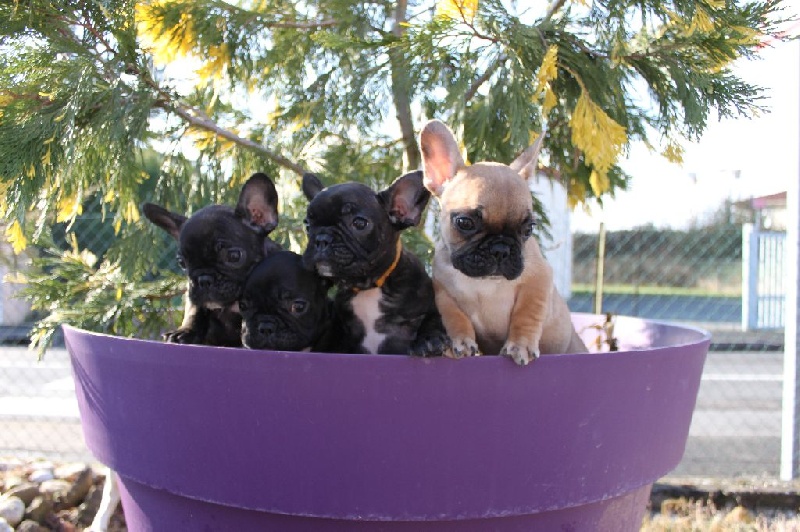 Les chiots