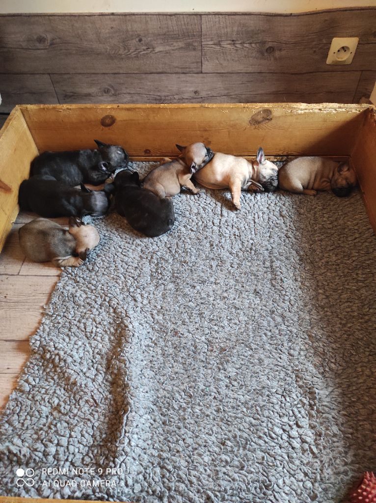 Photos groupe chiots du 19/11/20